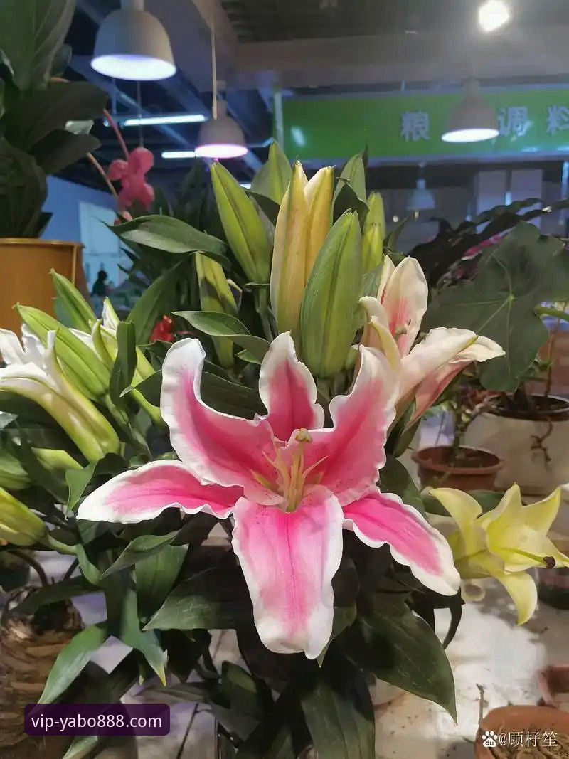 金元足球的巅峰与深渊：一场商业帝国的崩塌与行业镜鉴